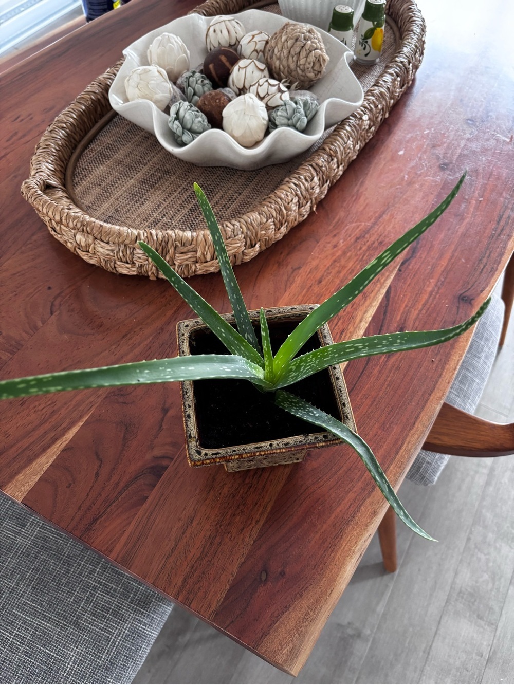 🌿 Aloe Vera Plant in Decorative Ceramic Pot - Picture 2 of 4